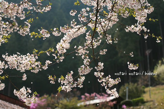 龍珠院脇の桜