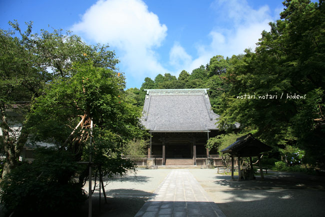 鎌倉妙本寺　ノウゼンカヅラ