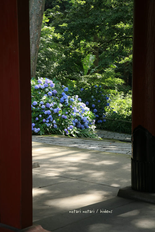 鎌倉妙本寺　紫陽花